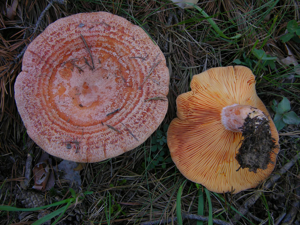 Lactarius deliciosus (L.) Gray